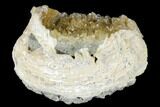 Fossil Clam with Fluorescent Calcite Crystals - Ruck's Pit, FL #177735-2
